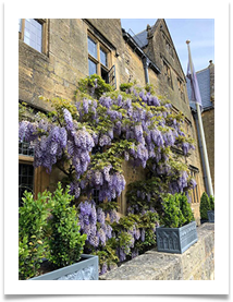 lilacs - Morag Pallett